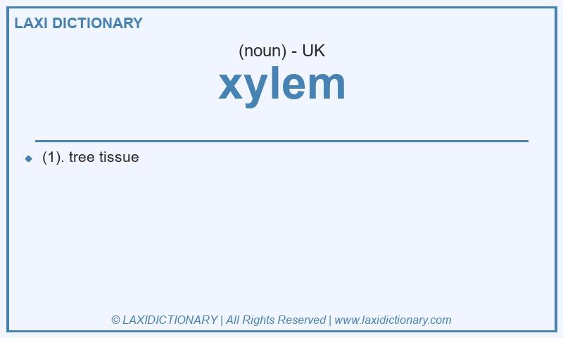 Definition xylem in British English
