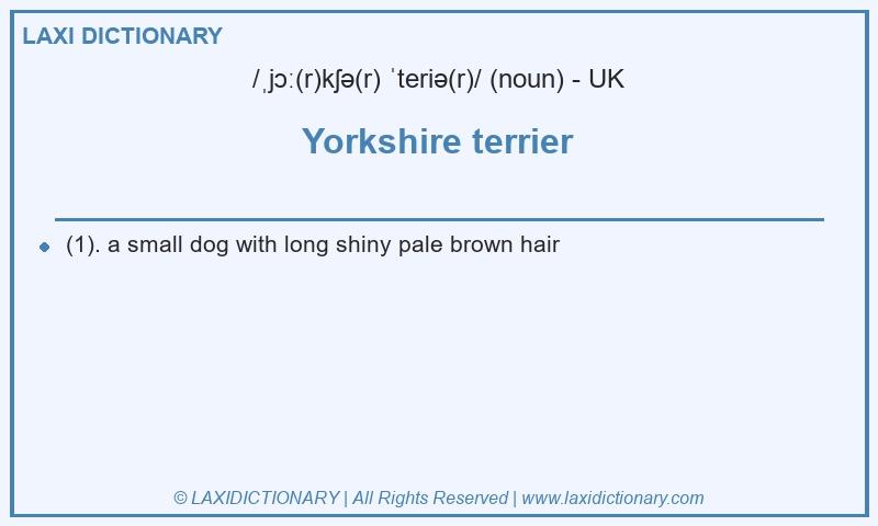 Definition Yorkshire terrier in British English
